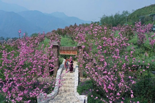 Ngỡ ngàng sắc hồng Anh đào kép phủ kín Fansipan tháng 4