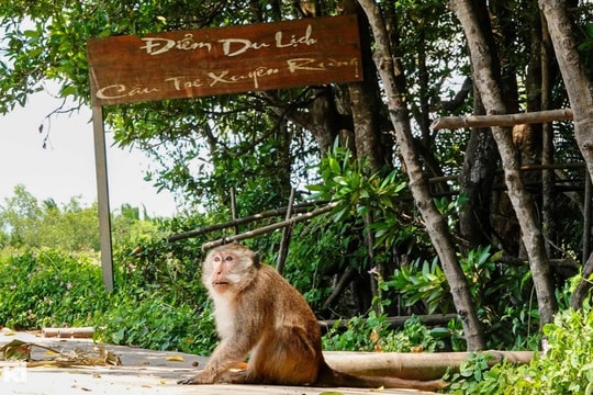 Khám phá "đảo khỉ" ở khu rừng ngập nước lớn nhất miền Tây