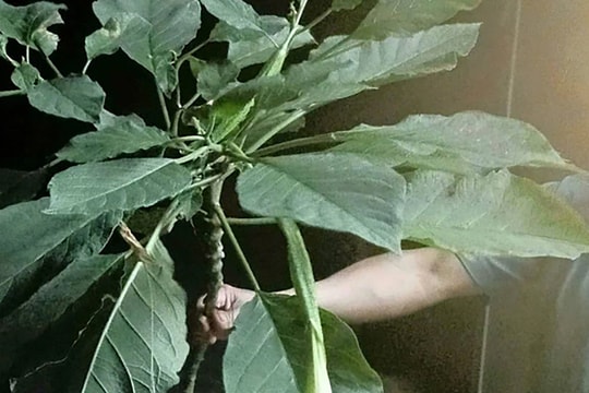 Ba người ngộ độc sau khi ăn rau lạ