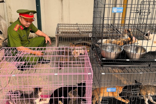Đường dây trộm mèo bán làm thịt quy mô lớn bị phát hiện