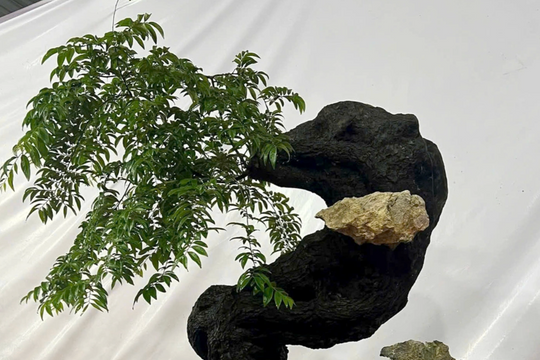 Cơn sốt cây muội hồng đi vào 'vết xe đổ' lan đột biến?