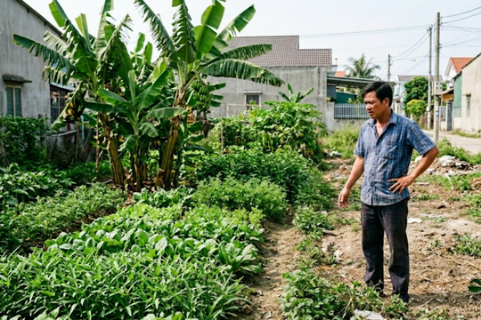 Tôi có quyền thu hoạch rau, chuối hàng xóm trồng trên đất của mình?