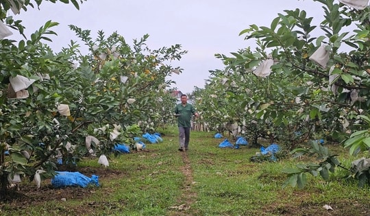 Kỹ sư rời ghế giám đốc ở nước ngoài, về quê trồng cây giàu “vitamin C”, thu nhập tiền tỷ