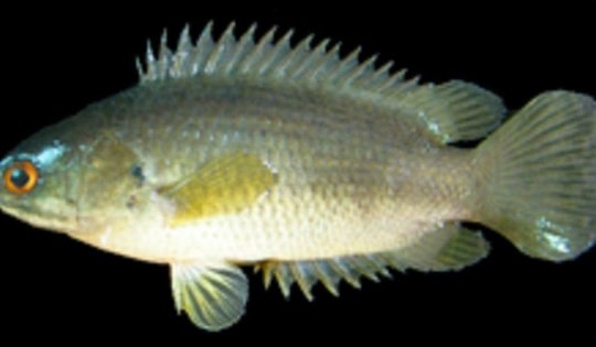 Bắt được con cá rồi ngậm trong miệng, người đàn ông tử vong thương tâm