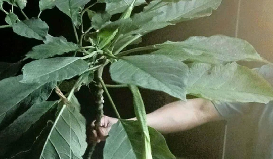 Ăn rau lạ, 3 người trong một gia đình mê man phải nhập viện gấp