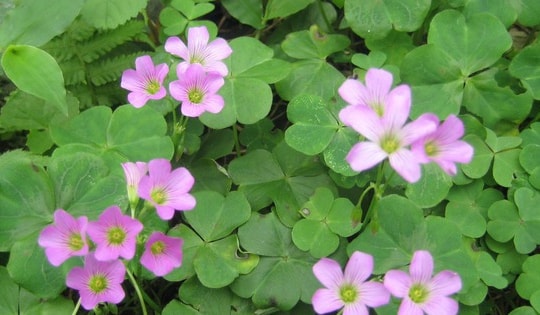 Loại rau dại quen mặt trong vườn, nấu canh chua cực ngon, hóa ra lại “giàu giá trị” cho sức khỏe