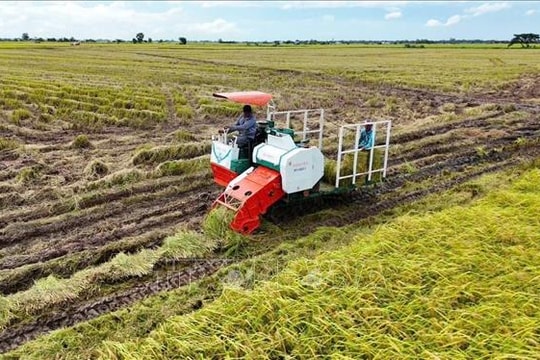 Cánh cửa đưa lúa gạo Việt vào thị trường tín chỉ carbon