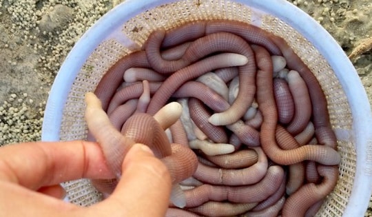 Sản vật tiến vua có giá vài triệu đồng/kg được dân địa phương gọi là "vị thần" của các món nước