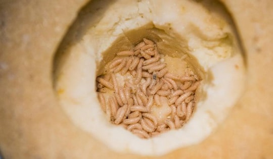 Món ăn "kinh dị nhất thế giới" khiến du khách phải khóc thét khi thấy giòi bật nhảy cao tới 15cm