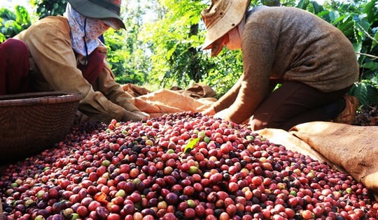 Cà phê Việt bán khắp châu Âu, vì sao người tiêu dùng không biết?
