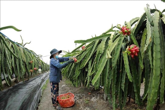 Tháng hành động vì hợp tác xã: Kết nối mạnh kinh tế tập thể với thành phần kinh tế khác