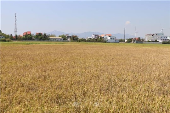 Các địa phương ngăn chặn sâu bệnh, hạn chế rủi ro trong sản xuất vụ Đông Xuân