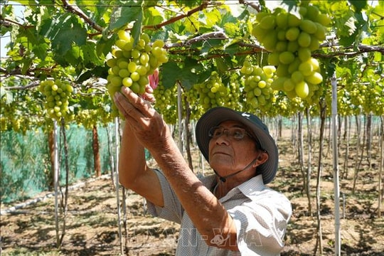 Ứng dụng công nghệ nâng cao giá trị nông sản, mở rộng thị tường