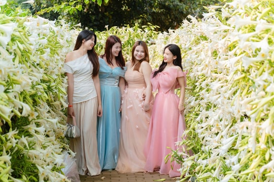 Đường hoa loa kèn nở trắng hút khách check in