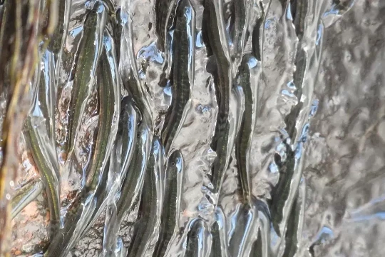 Loài cá leo vách đá 10 tiếng để vượt thác