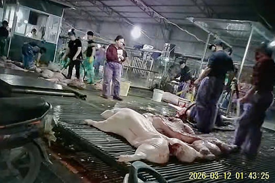 Trinh sát giả thương lái để phá đường dây tuồn lợn bệnh ra thị trường