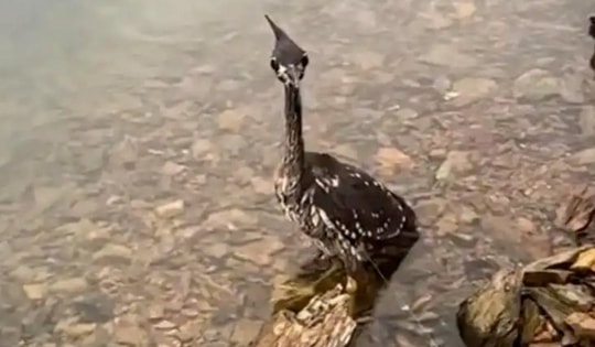 Giải cứu chim lạ mắc lưới, người đàn ông sốc nặng khi biết độ quý hiếm