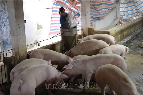 Siết chặt kiểm soát cơ sở giết mổ động vật