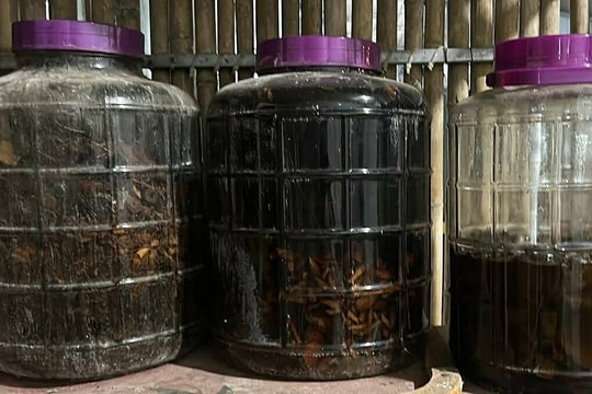 Bác sĩ cảnh báo nguy cơ chết người khi tự ngâm rượu