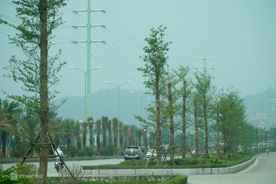 Trồng bàng Đài Loan ở đô thị trung tâm Thanh Hóa