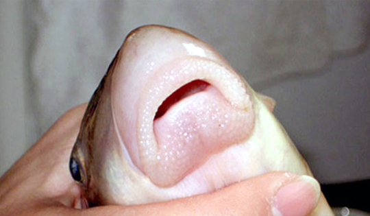 Thứ đặc sản "ngũ quý hà thủy" xưa dùng để tiến vua nay ví như một vị thuốc, đi chợ thấy đừng bỏ qua