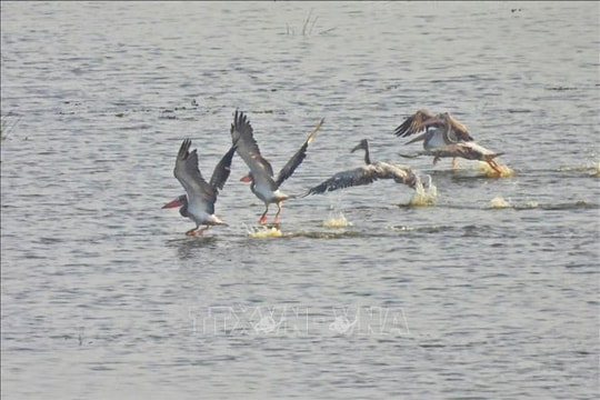 Loài chim quý hiếm trở lại Vườn Quốc gia Tràm Chim sau nhiều năm vắng bóng
