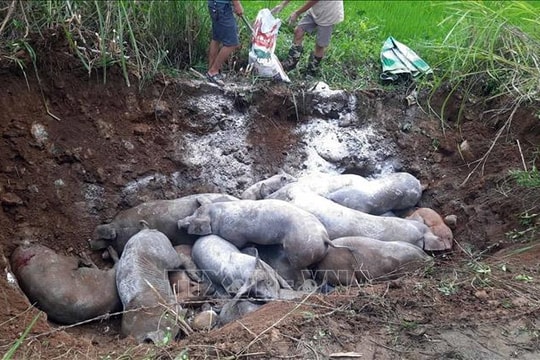 Siết chặt kiểm dịch, ngăn chặn lây lan dịch tả lợn châu Phi
