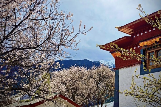 Tây Tạng ngập sắc hoa anh đào