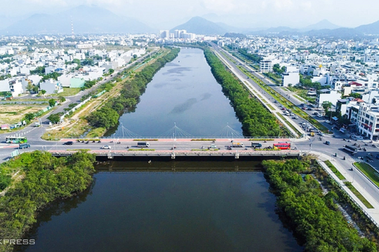 Nên chặt hàng cây đước mọc ngoài thiết kế bờ kè Nha Trang?
