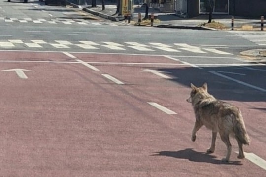 Hàn Quốc huy động hàng trăm người truy tìm sói sổng vườn thú