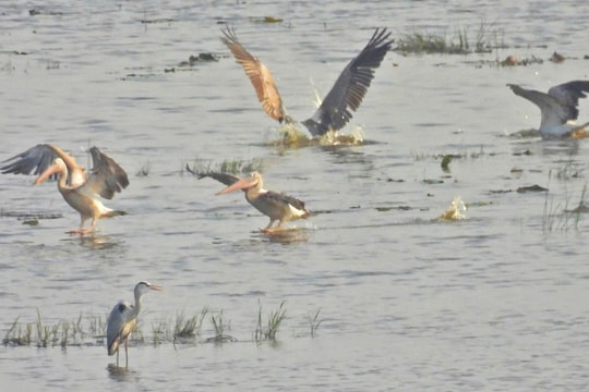 Đàn bồ nông quý hiếm về Vườn quốc gia Tràm Chim sau nhiều năm