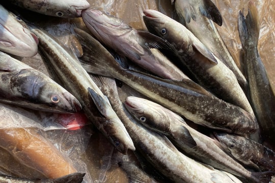 Cá bớp chết hàng loạt ở Lý Sơn, người nuôi mất tiền tỷ