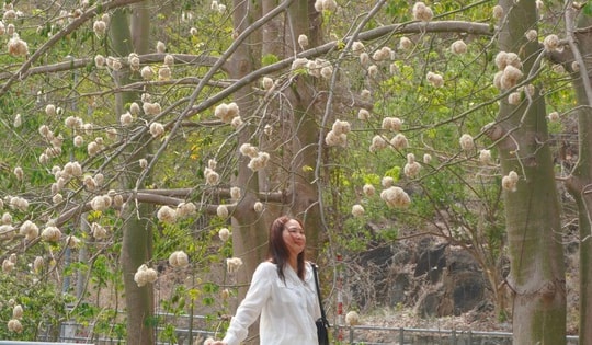 Bông gòn nở rộ "gây sốt", hút khách ở Vũng Tàu