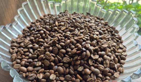 Giá cà phê hôm nay 8-4: Cả hai sàn đỏ lửa, Robusta xuống đáy 8 tháng