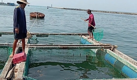 Người dân Lý Sơn điêu đứng vì 60 tấn cá bớp chết bất thường