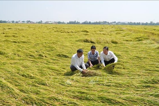 Thiếu máy cắt, lúa đổ sập nằm khô ngoài đồng