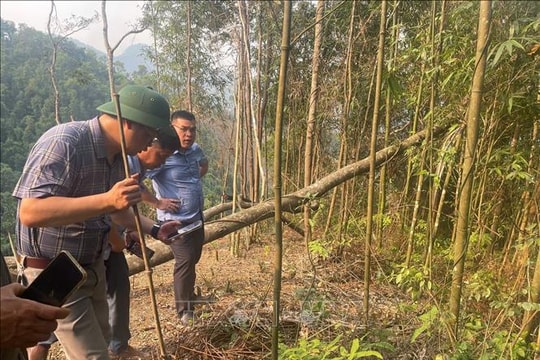 Khẩn trương kiểm soát châu chấu gây hại mùa màng