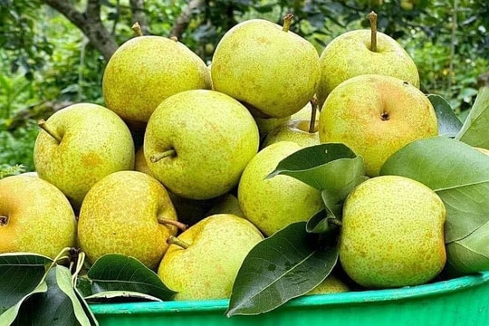 6 món giàu chất xơ không hòa tan giúp giảm táo bón