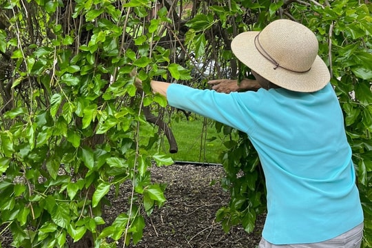 Quy định ở Mỹ về cắt tỉa cây hàng xóm vươn sang nhà mình