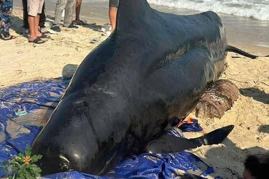 Cá voi nặng 2 tấn dạt vào bờ biển Đăk Lăk