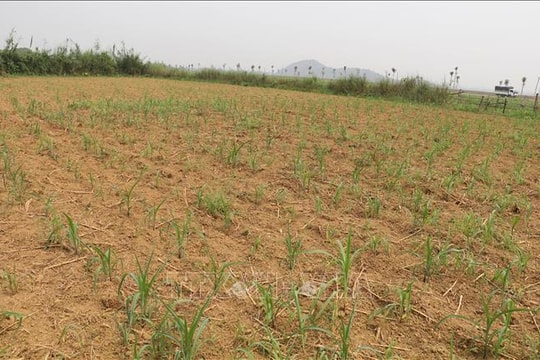 Nắng hạn kéo dài, rau màu miền núi Ninh Bình nguy cơ giảm sản lượng