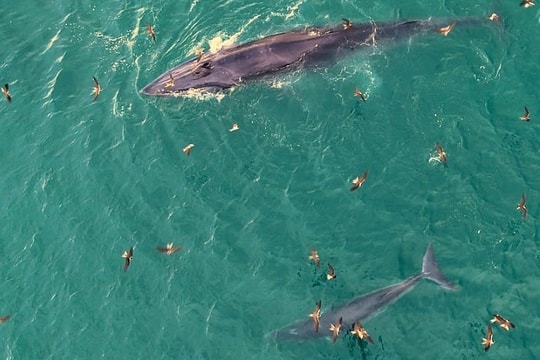 Định vị 'cá voi bơi trên biển Gia Lai' cho khách du lịch