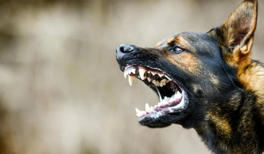 Trị chó cắn theo cách "lạ đời", người đàn ông trả giá bằng mạng sống