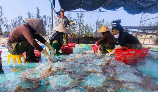 Lột xác cho loài nổi trên mặt biển, hướng ra thị trường quốc tế thành “vàng trắng” của ngư dân