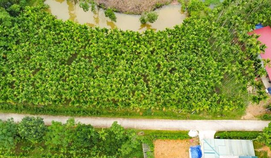 Trồng dược liệu trên thân cau, lão nông Thanh Hóa mở hướng làm kinh tế mới