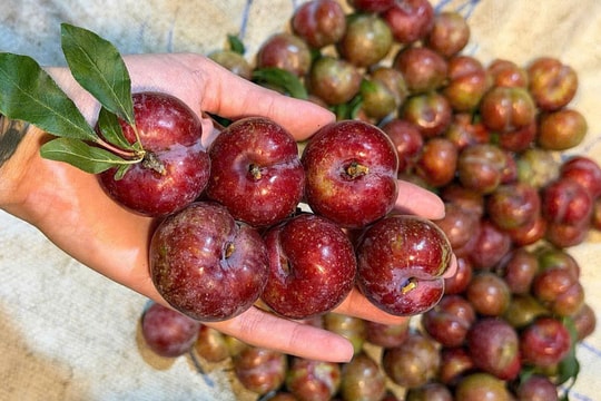 Mận hậu đầu mùa 250.000 đồng một kg vẫn hút khách