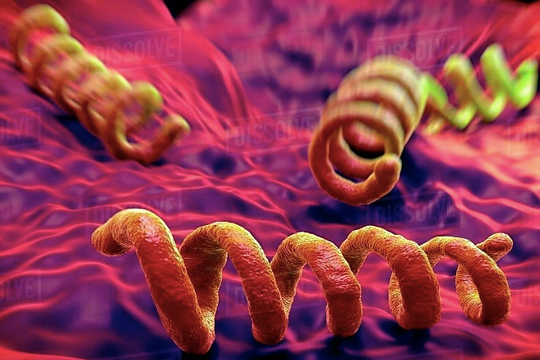 Thanh niên 20 tuổi mắc giang mai sau quan hệ với bạn tình