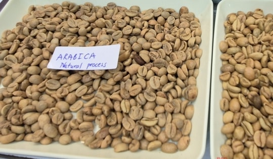 Giá cà phê hôm nay 11-4: Arabica bật tăng, Việt Nam vượt Brazil về xuất khẩu