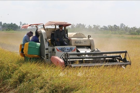 Giá lúa gạo trong nước và xuất khẩu đồng loạt tăng