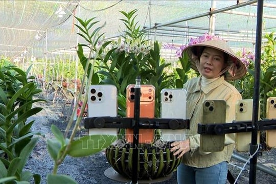 Trồng lan cảnh nghệ thuật cho lợi nhuận 2 tỷ đồng/năm